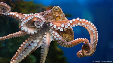Pulpo (Market Price Item)