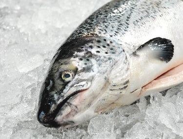 Faroe Island Salmon (Lb)