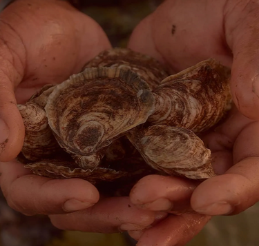 Oysters-One Dozen (12)