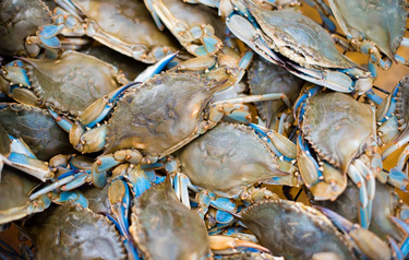 Blue Claw Crabs