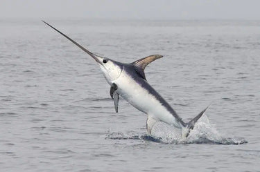 Swordfish Frozen (Lb)