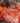 Orange Roughy (Lb)