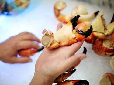 Stone Crab