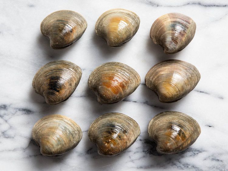 Clams One Dozen (12) -Cherry Stone – Captree Clam Seafood Co.