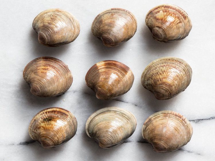 Clams One Dozen (12) - Little Neck – Captree Clam Seafood Co.