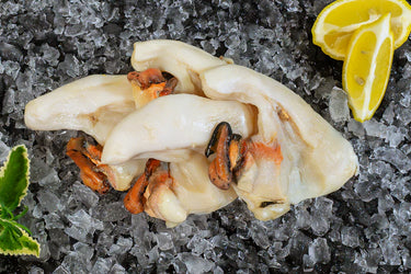 Conch / Scungilli