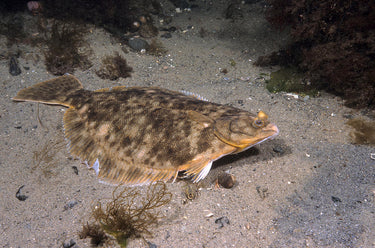 Breaded Flounder (Lb)